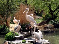 Pelikan Pyramide im Basler Zoo