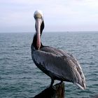 Pelikan Santa Monica