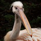 Pelikan-Schönheit