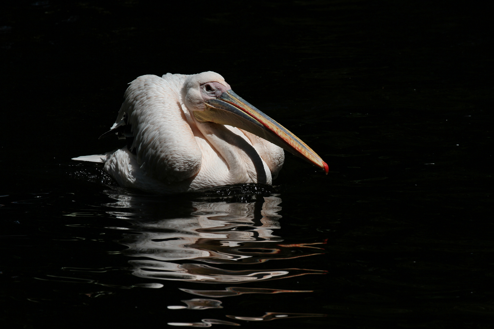 Pelikan schwimmt aus dem Schatten in die Sonne