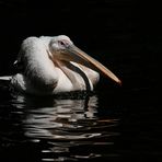 Pelikan schwimmt aus dem Schatten in die Sonne