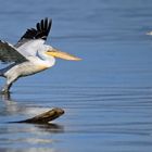 Pelikan setzt zum Flug an