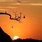 pelikan sunsetflug