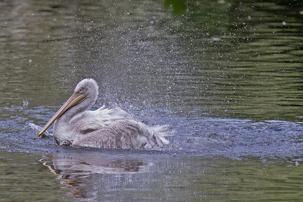 Pelikan - Tiergarten Nürnberg