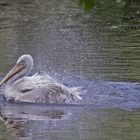 Pelikan - Tiergarten Nürnberg