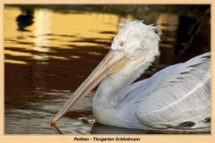 Pelikan-Tiergarten Schönbrunn