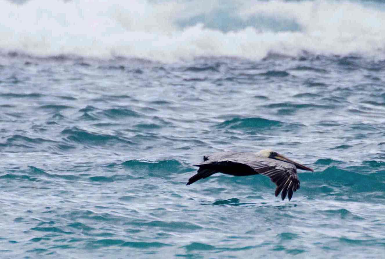 Pelikan Tortola