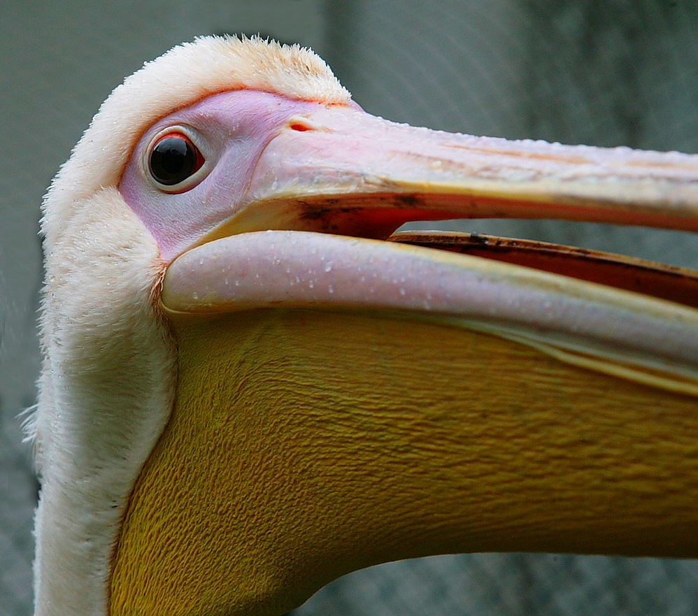 pelikan trotzt dem sauwetter