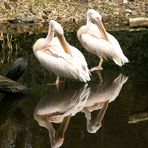 Pelikan Twins im Spiegel des Wassers