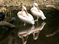 Pelikan Twins im Spiegel des Wassers