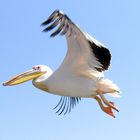 Pelikan über Atlantic