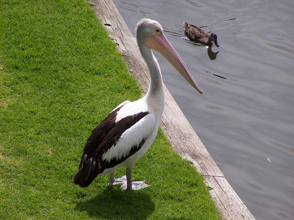 Pelikan und Ente, Torrens River, Adelaide