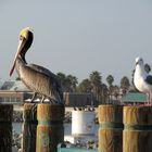 Pelikan und Möwe am Redondo Beach, Los Angeles