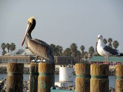 Pelikan und Möwe am Redondo Beach, Los Angeles