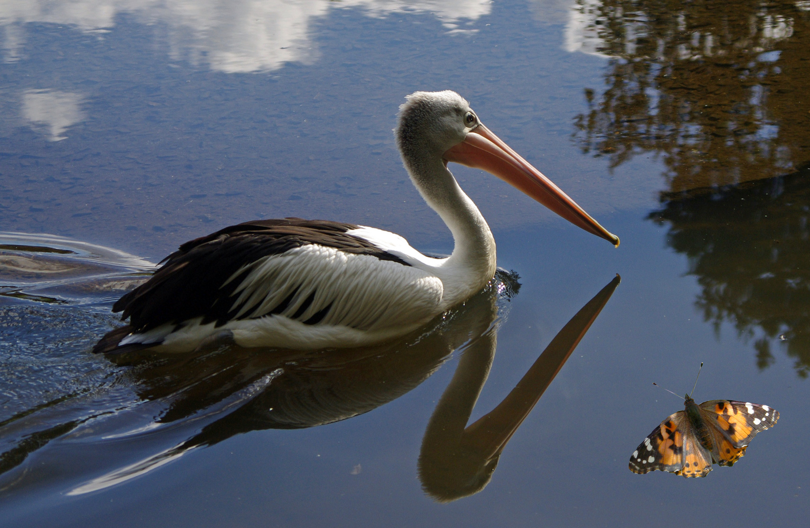 Pelikan und Wasserspiegelung