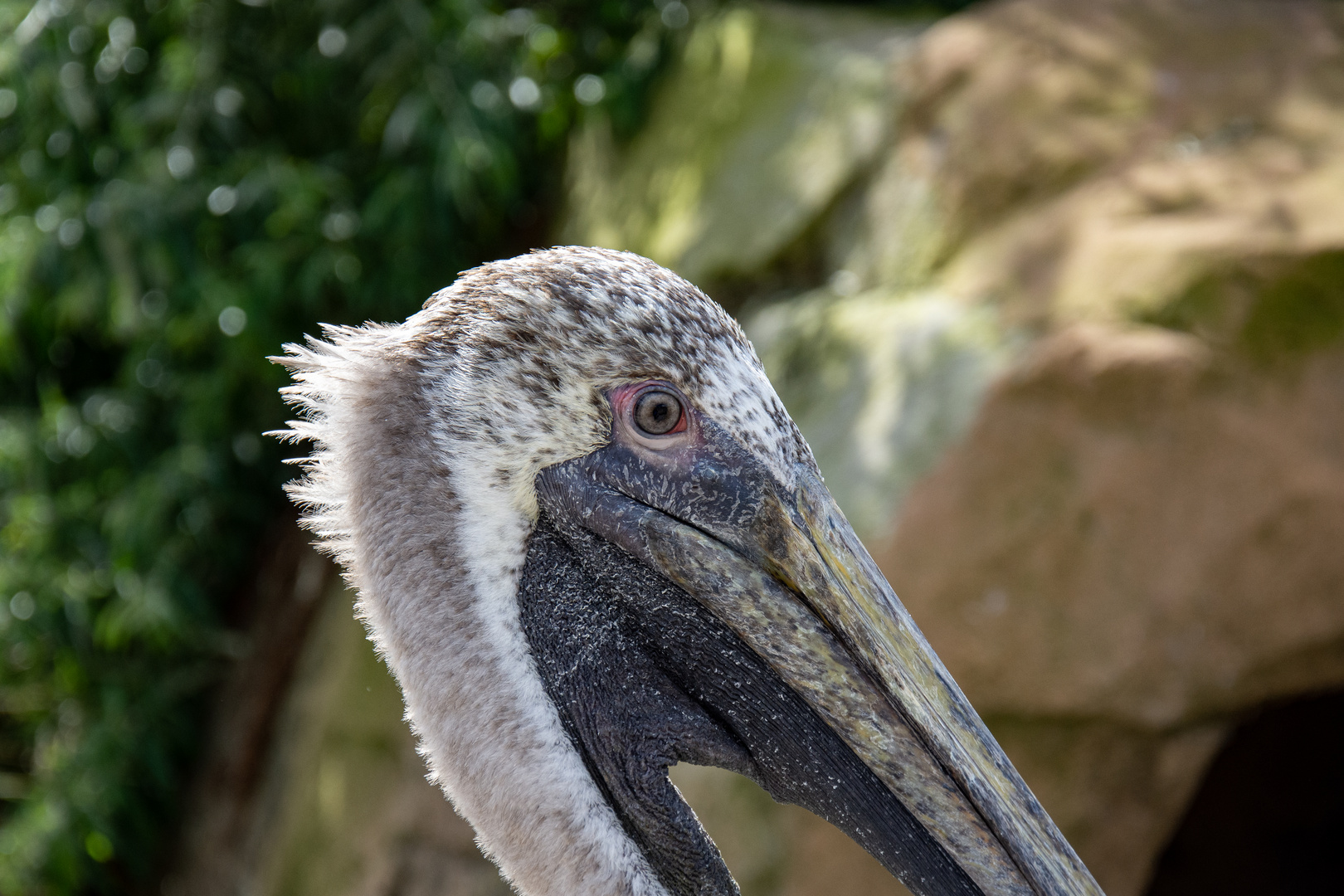 Pelikan Vogelpark Marlow