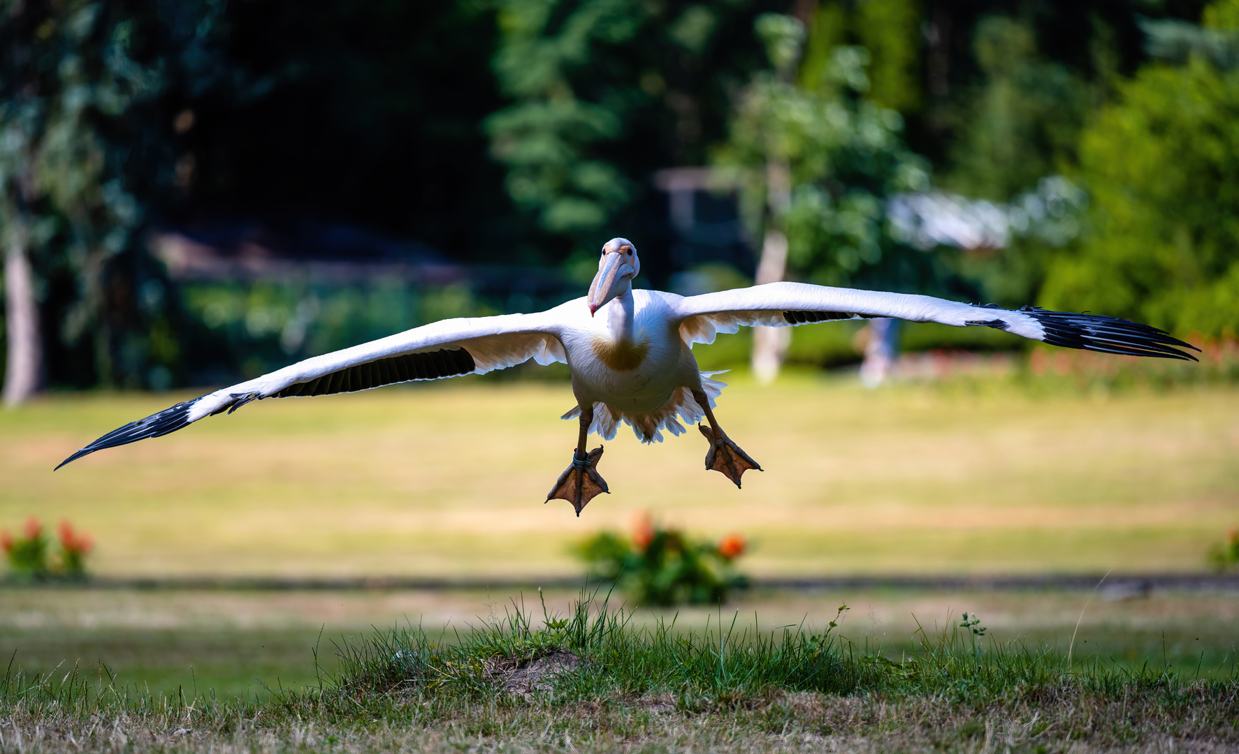 pelikan vogelpark walsrode