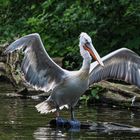 Pelikan vor Abflug
