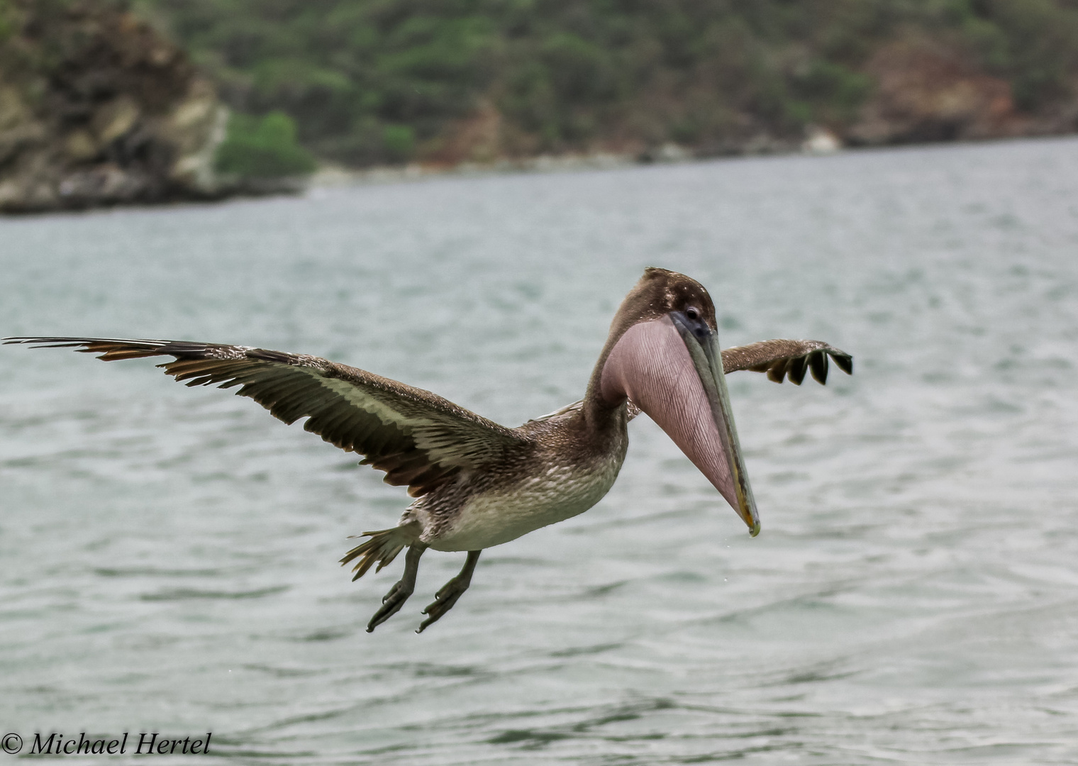 Pelikan vor der Landung