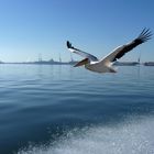 Pelikan vor Walvis Bay. Namibia.