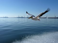 Pelikan vor Walvis Bay. Namibia.