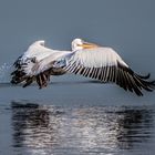 Pelikan Walvis Bay