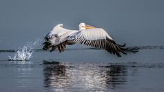 Pelikan Walvis Bay