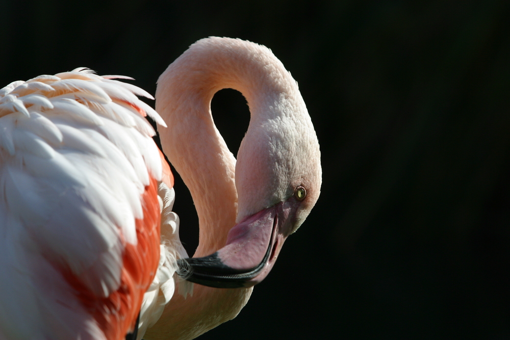 Pelikan was eigentlich ein Flamingo ist