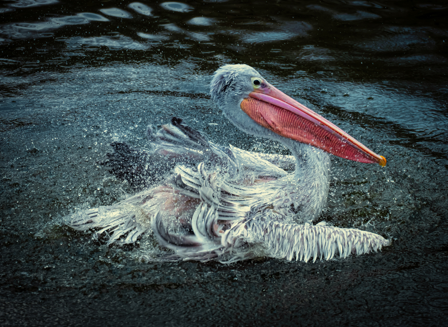 Pelikan Zoo Duisburg