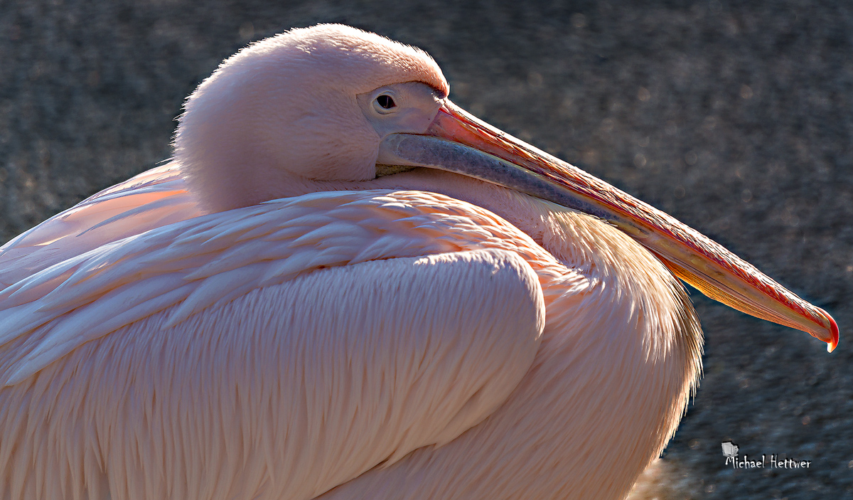 Pelikan-Zoo Hannover