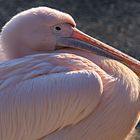 Pelikan-Zoo Hannover