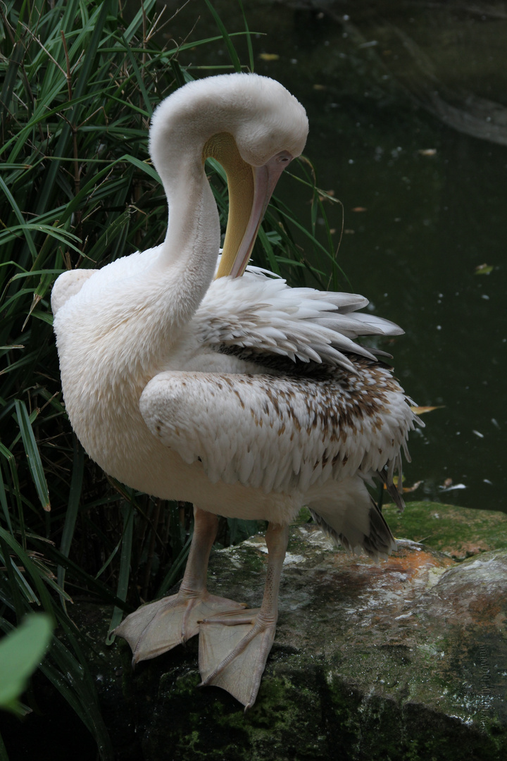 Pelikan - Zoo Hannover