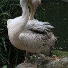 Pelikan - Zoo Hannover