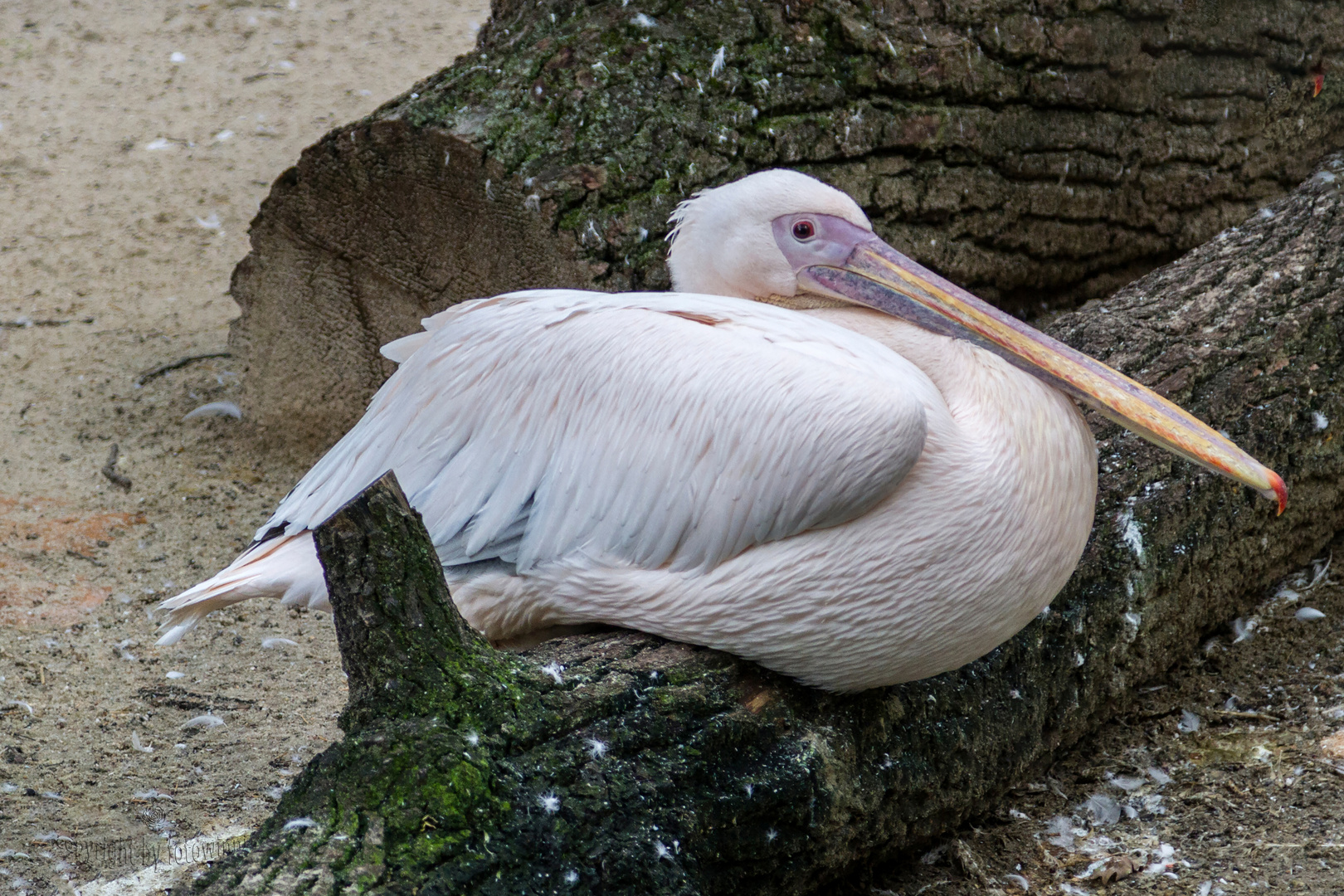 Pelikan - Zoo Hannover