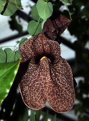 Pelikanblume (Aristolochia littoralis)