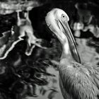 Pelikane #07