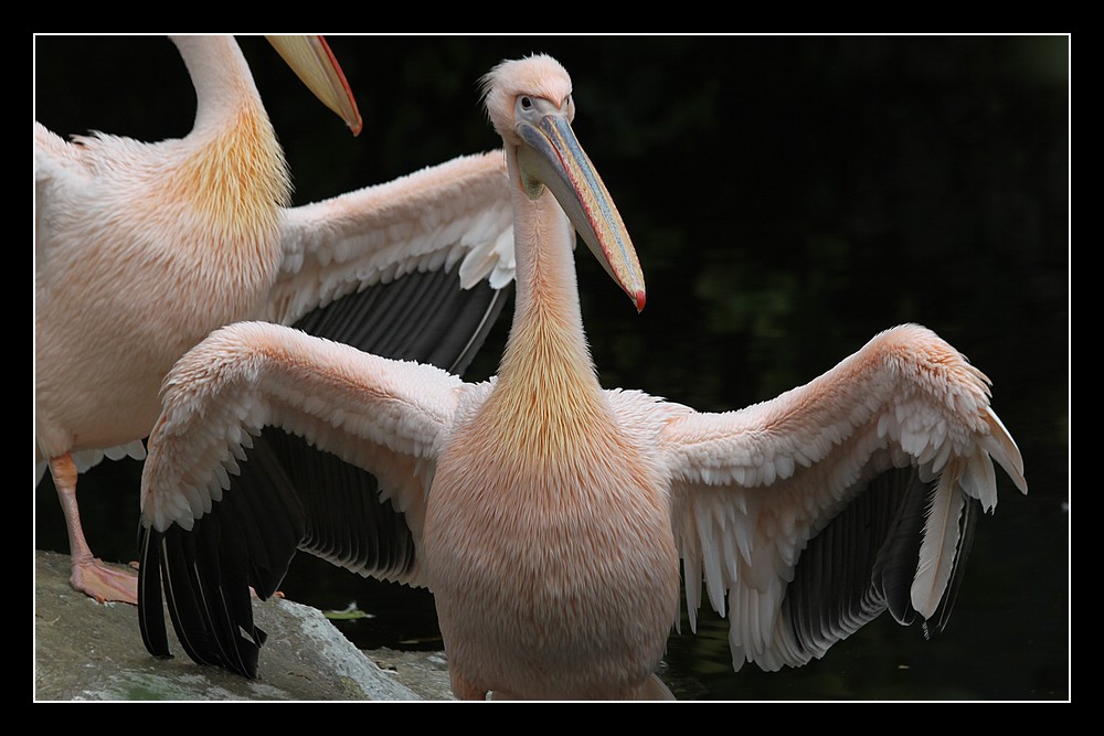 Pelikane (1)