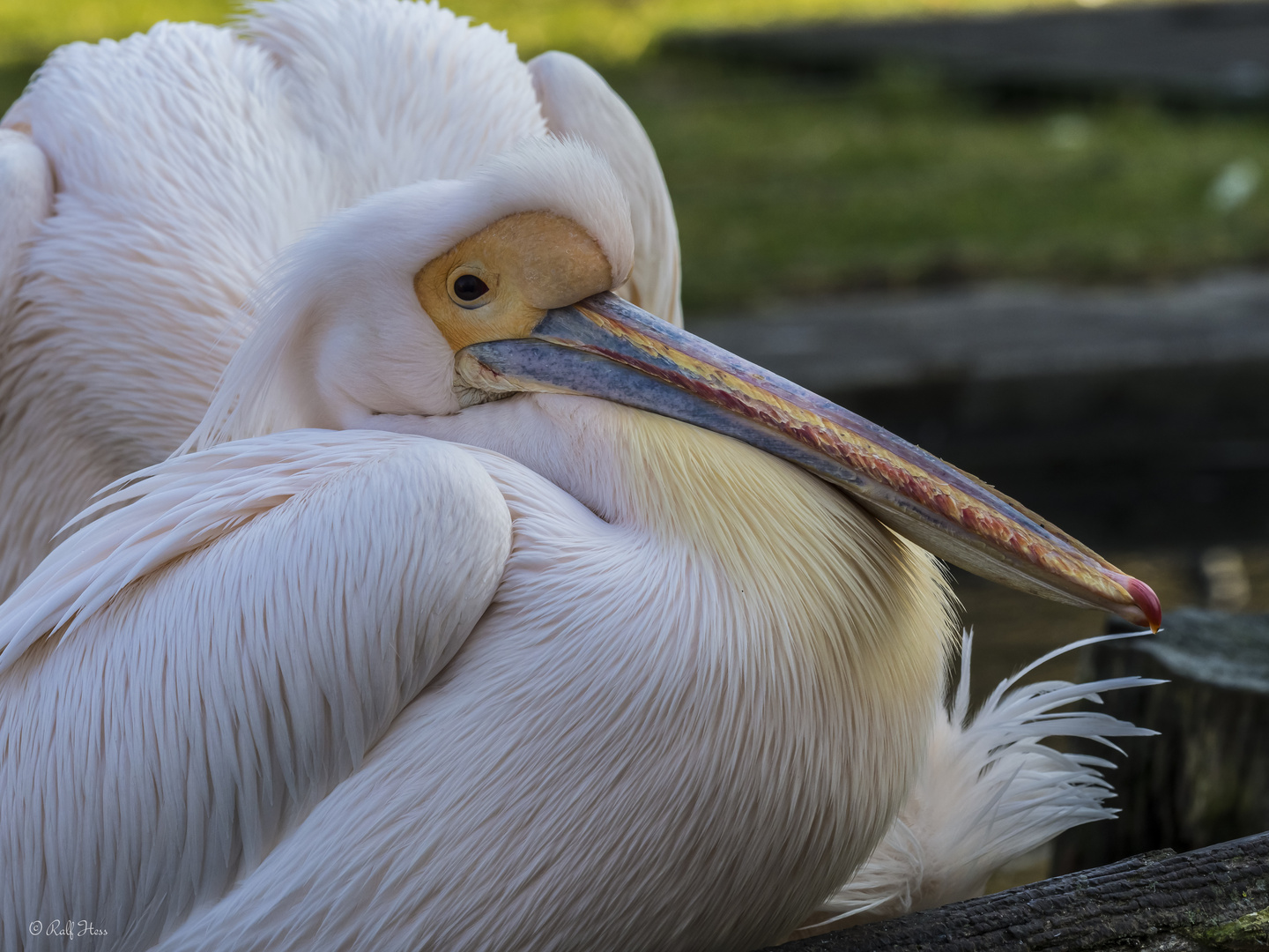 Pelikane Foto & Bild | tiere, zoo, wildpark & falknerei, natur Bilder ...