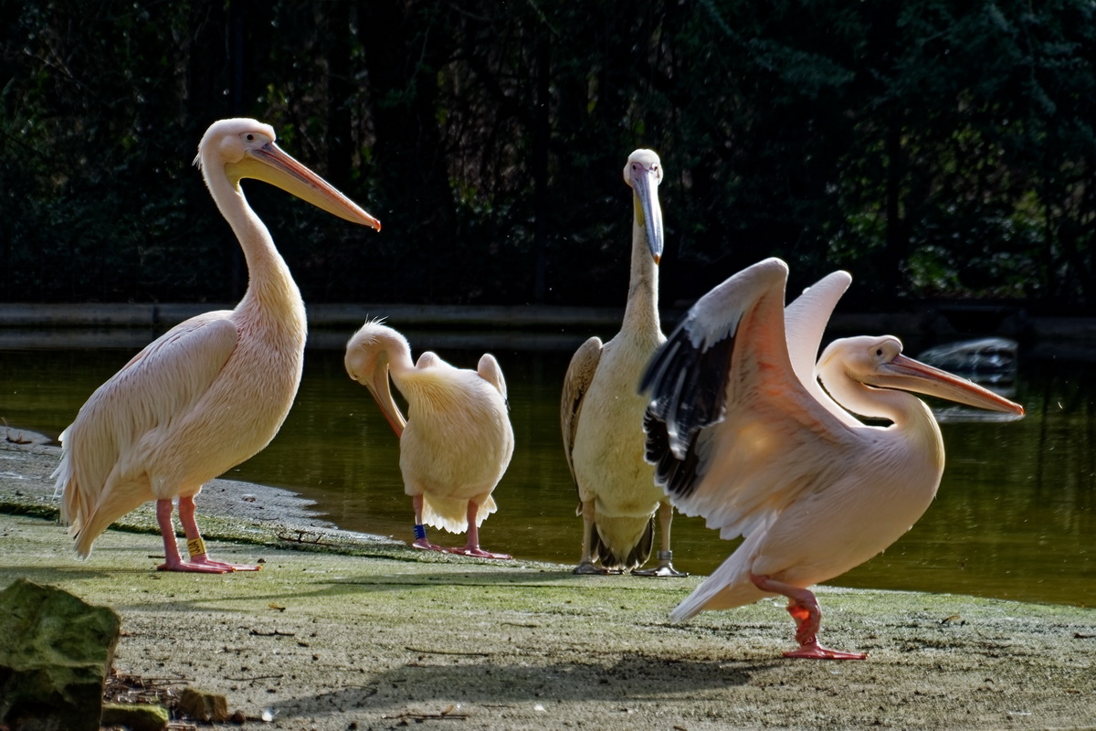 Pelikane Foto Bild tiere zoo wildpark falknerei Pelikane Foto Bild tiere zoo wildpark falknerei