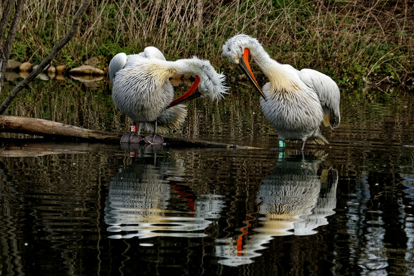 Pelikane Foto & Bild tiere, zoo, wildpark & falknerei, vögel Bilder