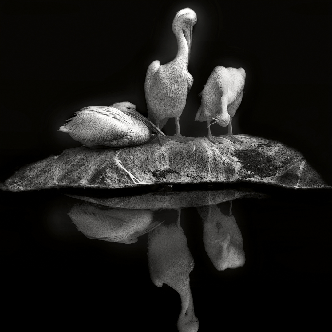 pelikane