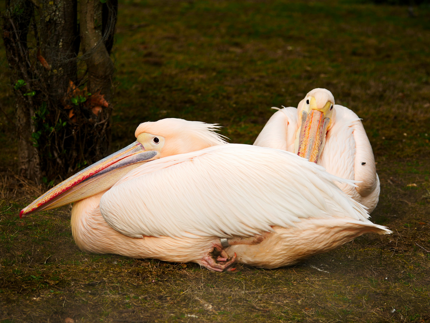 Pelikane Foto Bild tiere wildlife wild lebende v gel Pelikane Foto Bild tiere wildlife wild lebende v gel