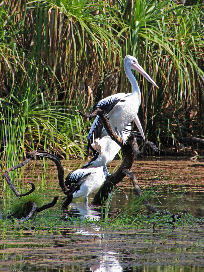 Pelikane am Billabong