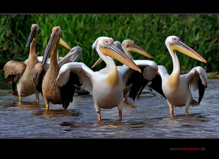 Pelikane am Chamo See