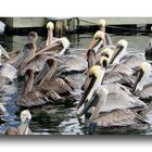 Pelikane am Crystal River Florida