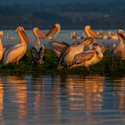 Pelikane am Frühmorgen - Kerkinisee