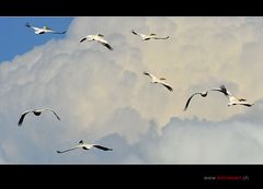 Pelikane am Himmel