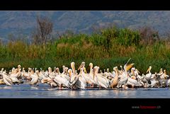 Pelikane am Lake Chamo