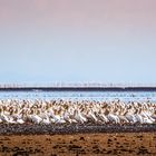 Pelikane am Lake Manyara