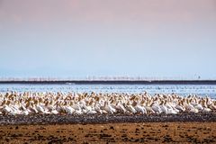 Pelikane am Lake Manyara